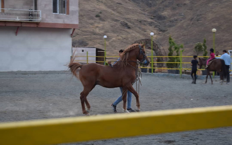 Shasvar Horse Riding Club in Kurdistan Province